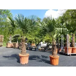 Stück im Palmenset Trachycarpus fortunei mit dicken Stämmen - Bäume, Sträucher & Hecken - 2 winterharte Hanfpalmen bis -18°C in erstklassiger Qualität, ideal für Gärten und Terrassen.