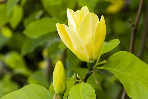Magnolia Daphne – Rosa Blüten Zierstrauch 100–125 cm - Die kompakte Magnolia ‘Daphne’ begeistert mit eleganten rosa Blüten und ist ideal für Garten oder Terrasse. Ihre Blütenpracht und das frischgrüne Laub machen sie zum perfekten Blickfang.