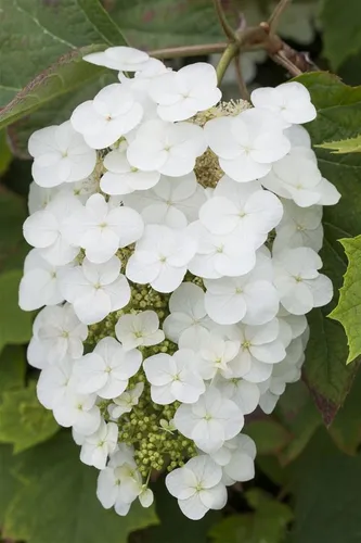 Hydrangea quercifolia 'Snowflake' - Eichenblatthortensie mit gefüllten Blüten - Schneeweiße Blütenrispen, ideal für Halbschatten. Winterhart und pflegeleicht, perfekt für Gartenliebhaber mit wenig Zeit.
