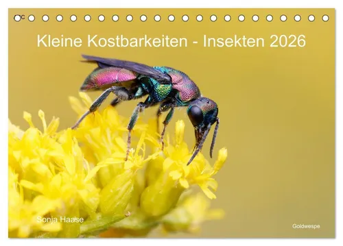 Kleine Kostbarkeiten Insekten Tischkalender 2026 - Schöner DIN A5 quer Tischkalender mit beeindruckenden Insekten-Makrofotografien. Ideal für Naturfreunde und als dekorativer Blickfang auf jedem Tisch.
