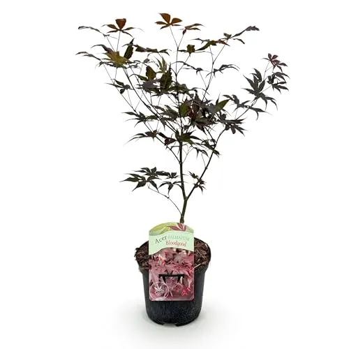 GreenboutiQ - Balkonpflanze - Japanischer Ahorn - Acer palmatum Bloodgood - Rot - 1 Pflanze - Laubabwerfend - Topf 19cm Höhe 70cm