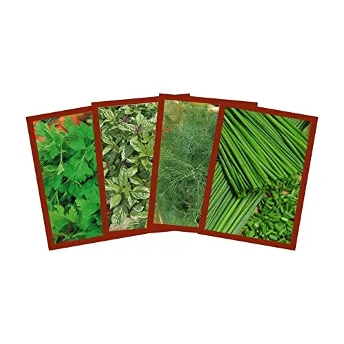 Samenshop24® Küchenkräuter Set für die gute Küche | Kräutermischung | Saatgut Sortiment | 4 verschiedene Kräutersamen | Petersilie, Schnittlauch, Basilikum, Dill