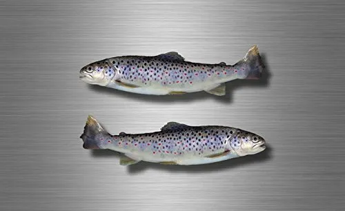 Akacha 2X Sticker Aufkleber hai Fische Angler hecht Abziehbilder Angel Fishing Forelle