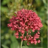 Spornblume Coccineus - Centranthus ruber