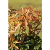 Pieris Japonica Mountain Fire Japanische Lavendelheide 20–25 cm