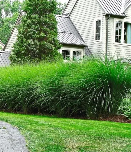 BALDUR Garten 9x Chinaschilf 'Eulalia' Chinagras, Pflanzen im 9x9 cm-Topf, Miscanthus sinensis 'Gracillimus', Ziergräser, Sichtschutz, winterharte & mehrjährige Staude, blühend, schnellwachsend