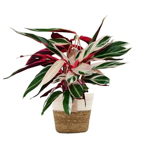 Green Me Up Set Calathea Triostar No. 19 im 19 cm Topf – Farbenfrohe Zimmerpflanze für dein Zuhause - Die Calathea Triostar begeistert mit ihrer einzigartigen rosa-weiß-grünen Blattzeichnung – ein echter Blickfang! Ideal für tierfreundliche Haushalte und inklusive exklusivem Pflegevideo für optimale Pflege und Standortwahl.