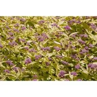 Spiraea japonica 'Golden Princess'