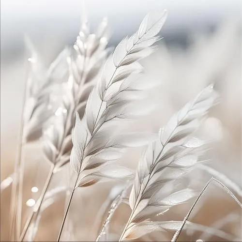 artissimo, Glasbild, 50x50cm, AG5570A, Natur und Blumen, Gräser im Wind I, moderne Wanddekoration aus Glas, Wandbild Wohnzimmer modern, hell, weiß-beige