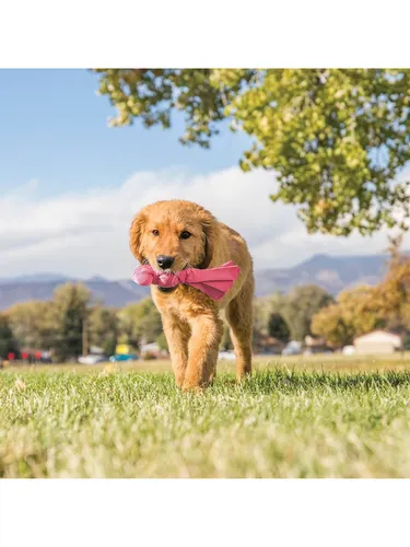 KONG Hundespielzeug Wubba Puppy 21cm von Kong