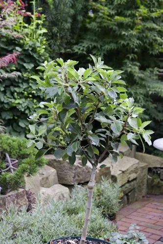 Pflanzen für Dich Zwergapfelbaum CAC, 1 St. - Obstpflanze mit kompaktem Wuchs, ideal für kleine Gärten oder Balkone. Produziert aromatische Früchte und zieht Schmetterlinge an.