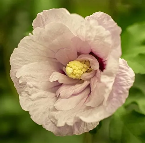 Hibiscus syriacus 'Pink Chiffon' - Roseneibisch mit rosa gefüllten Blüten - Zartrosa Blütenpracht, ideal für Kübel und sonnige Standorte. Pflegeleicht und winterhart bis -20 °C, perfekt für Gartenneulinge und zur Anlockung von Bienen und Schmetterlingen.