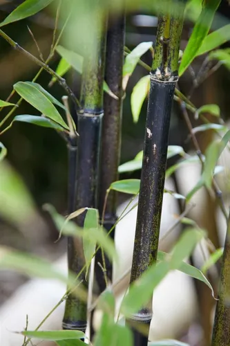 Schwarzrohrbambus (Phyllostachys nigra) – 1 St. - Schnellwachsende Pflanze mit schwarzen Halmen für sonnige, windgeschützte Standorte. Ideal zur Gestaltung von Gärten und Sichtschutz.