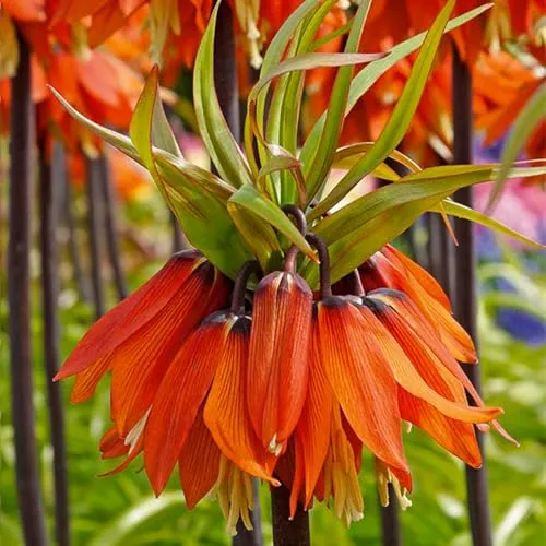 Bloomique - 2er-Set - Fritillaria Orange Beauty - Imperial Crown - Orange - Blumenzwiebeln - Frühlingsblüher - Mehrjährige Pflanzen - Wird bis zu 100-125 cm groß