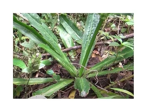 Stk - 10x Eryngium foetidum Langer Koriander Garten Pflanzen - Samen B754 - Seeds & Plants Shop by Ipsa