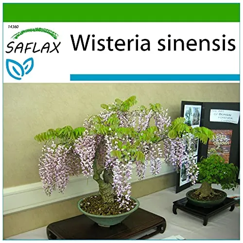 SAFLAX - Bonsai - Blauregen - 4 Samen - Mit keimfreiem Anzuchtsubstrat - Wisteria sinensis