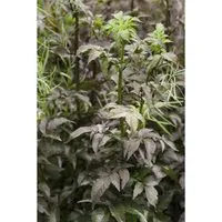 Sambucus nigra 'Black Tower' - Schwarzer Holunder - Pflegeleichte Heckenpflanze mit dunkelvioletten Blüten, die Bienen anzieht. Ideal für sonnige Standorte und winterhart bis -15 °C, perfekt für Gartenanfänger.