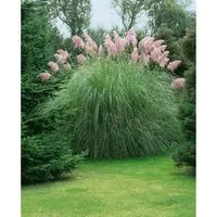 Produktbild Cortaderia Selloana Rosea Pampasgras Rosa