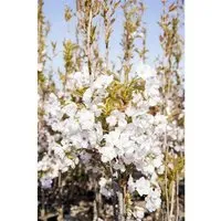 Prunus serrulata 'Amanogawa' - Japanische Blütenkirsche - Elegante Säulenkirsche mit zart rosa Blüten und bronzegrünem Laub. Ideal für kleine Gärten, Terrassen oder Vorgärten. Bringt vertikale Eleganz und japanischen Charme in Ihr Zuhause.