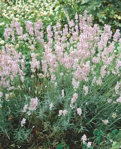 Lavandula angustifolia 'Hidcote Pink' 9x9 cm Topf – Winterhart, Mehrjährig, Pflegeleicht – Echter Lavendel – Beet- & Kübelpflanze für Garten & Balkon