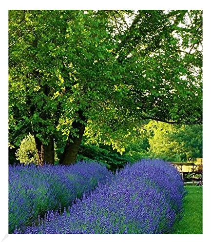 BALDUR Garten Winterhart Lavendel Phenomenal® im 2-Liter Container, 1 Pflanze, Duftlavendel, Blüten essbar, winterharte Staude, trockenresistent, mehrjährig, bienenfreundlich, blühend