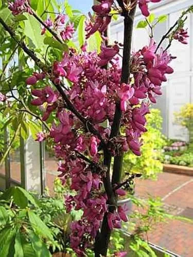 Cercis siliquastrum Bodnant von Baumschule