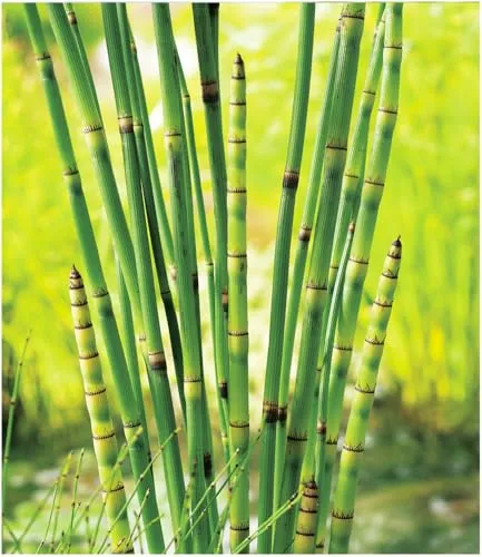 BALDUR Garten 3x Japanischer Schachtelhalm, Pflanzen mit 4 cm-Topfballen, winterharte Teichpflanze, dekorativer Blickfang auch im Winter, auffällige Stängel mit schwarzen Querstreifen, pflegeleicht