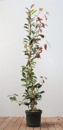 Photinia fraseri 'Red Robin' - Rotblühende Glanzmispel, 125–150 cm - Blumen & Stauden - Auffällige, immergrüne Pflanze mit leuchtend roten Trieben, ideal für Hecken und Sichtschutz, zieht Bienen und Schmetterlinge an.