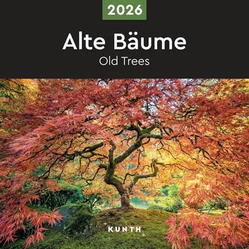 Alte Bäume