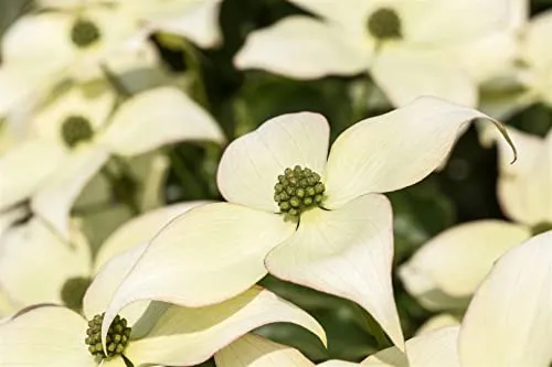 Cornus kousa chinensis 'Schmetterling' - Pflegeleichter Chinesischer Blumen-Hartriegel - Ziergehölz mit cremeweißen Blüten, ideal für halbschattige bis sonnige Standorte. Winterhart bis -20 °C und pflegeleicht, perfekt für jeden Garten.