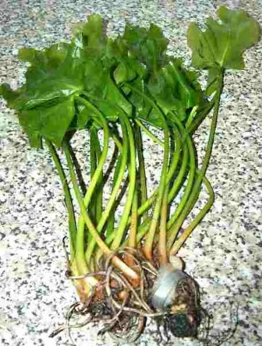 Mühlan Wasserpflanzen 1 grüne japanische Teichrose, Nuphar Japonica