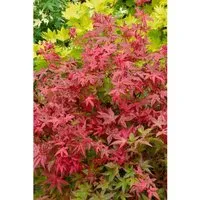 Acer palmatum 'Englishtown' - Japanischer Ahorn - Ziergehölz mit spektakulärer Herbstfärbung, ideal für kleine Gärten oder Terrassen. Pflegeleicht und schädlingsresistent, bringt exotisches Flair in jeden Außenbereich.