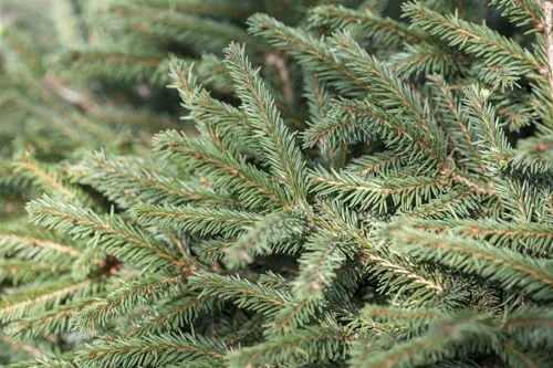 Pflanzen Rot von PlantaPro