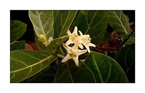 Stk - 10x Calotropis gigantea weiße Kronenblume Madar Strauch Pflanzen - Samen ID277 - Seeds & Plants Shop by Ipsa