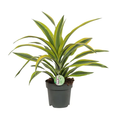 Dracaena Fragrans Zitrone-Limette Ø17Cm - ↕40Cm