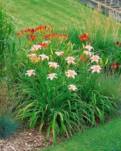 Hemerocallis x cult. 'Luxury Lace' 11x11 cm Topf – Winterhart, Mehrjährig, Pflegeleicht – Taglilie – Staude für Beet & Rabatte