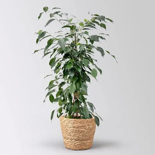Birkenfeige 'Danielle' im Korb Osaka, Topf-Ø 17 cm, Höhe ca. 70 cm