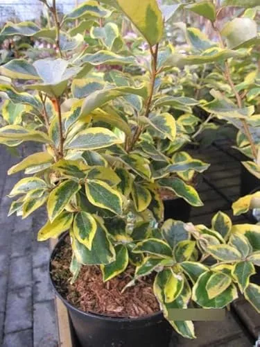 Ölweide Gilt Edge von Baumschule