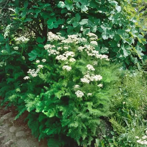 Meum athamanticum 9x9 cm Topf – Winterhart, Mehrjährig, Pflegeleicht – Bärwurz – Kräuterpflanze für Beet & Topf