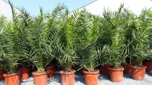 Stück Palme XXL 190 - 230 cm Phoenix canariensis - Bettwäsche: Die beeindruckende kanarische Dattelpalme (Phoenix canariensis) ist kälteunempfindlich und ideal für sonnige Plätze, sowohl drinnen als auch draußen. Ein echter Hingucker mit robustem Wachstum!