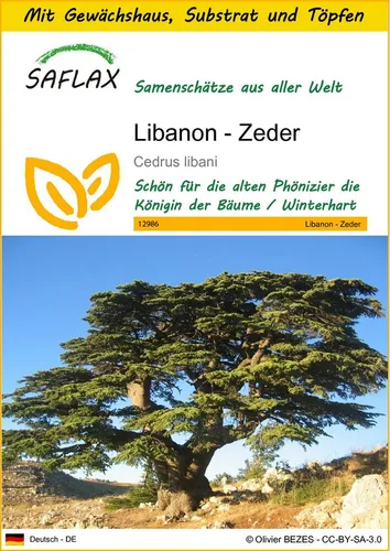 SAFLAX Blumensamen SAFLAX - Anzuchtset - Libanon - Zeder