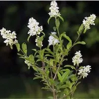 Zwergliguster 30-40cm - Ligustrum vulgare