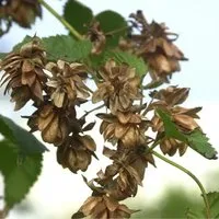 Produktbild Hopfen Pure 40-60cm - Humulus,upulus