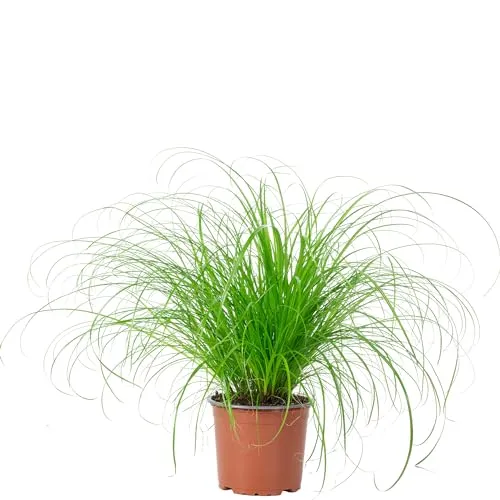 Echtes Katzengras - pflegeleichte Zimmerpflanze, Cyperus alternifolius