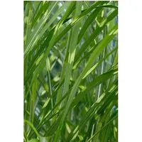Miscanthus Sinensis Giraffe - Gestreiftes Chinaschilf im 3-5 L Container - Das markante Chinaschilf Giraffe begeistert mit auffälligen, gestreiften Blättern und eleganten Blütenrispen. Ideal als Zierpflanze für den Garten oder Balkon, bringt es Farbe und Struktur in jede Umgebung.
