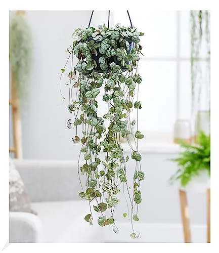 BALDUR Garten Leuchterblume Ceropegia, 1 Pflanze, Grünpflanze, mehrjährig - frostfrei halten, pflegeleicht, Ceropegia woodii, außergewöhnliche Blätter, Zimmerpflanzen-Rarität