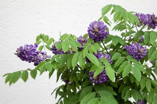 Wisteria frutescens 'Longwood Purple' - Amerikanische Blauregen mit violetten Blüten - Kletterpflanze mit duftenden, bienenfreundlichen Blüten, ideal für Pergolen und Zäune. Winterhart bis -20 °C, pflegeleicht und perfekt für Anfänger.