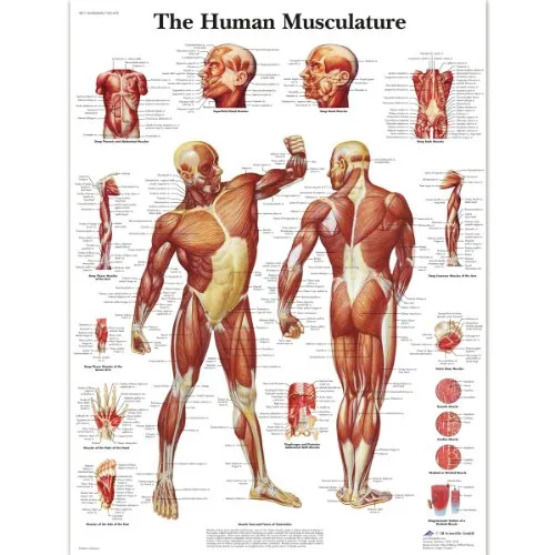 3B Scientific Human Anatomy