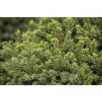 Picea Glauca Echiniformis Zwergfichte Kompakt Ca. 9x9 cm Topf