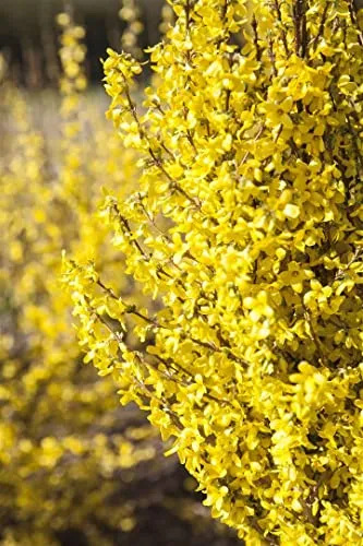 Forsythia 'Week-End' 60–100 cm – Winterhart, Mehrjährig, Pflegeleicht – Forsythie – Heckenpflanze für Garten & Sichtschutz